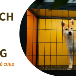 🎉🎉🎉LƯU TRÚ THÚ CƯNG DỊP TẾT XUÂN VỀ!