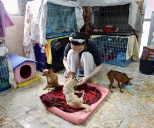“Mái ấm tình thương” của những thú cưng bị bỏ rơi ở Hà Nội