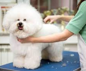 Thú cưng kiếm tiền nuôi chủ