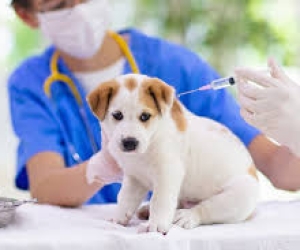 Lịch Tiêm Phòng Bệnh Cho Cún - Hướng Dẫn Chi Tiết Từ Laika Pet