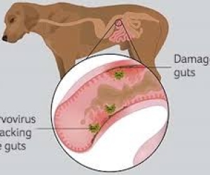 Bệnh Parvovirus Trên Chó: Nguy Hiểm, Triệu Chứng, Cách Điều Trị và Phòng Ngừa