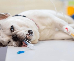 Triệt Sản Chó ở Đồng Xoài - Dịch Vụ Chuyên Nghiệp từ Laika Pet