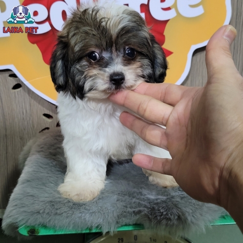 Bé cún xám, đen, trắng  mix bố Bichon + mẹ Poodle bò sữa, giới tính đực