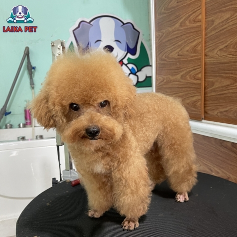 Bé Đực Mix Bố Bichon, Mẹ Poodle Nâu Đỏ