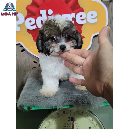 Bé cún xám, đen, trắng  mix bố Bichon + mẹ Poodle bò sữa, giới tính đực