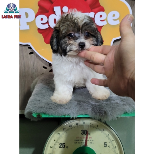 Bé cún xám, đen, trắng  mix bố Bichon + mẹ Poodle bò sữa, giới tính đực