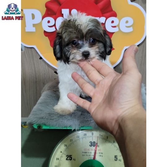 Bé cún xám, đen, trắng  mix bố Bichon + mẹ Poodle bò sữa, giới tính đực